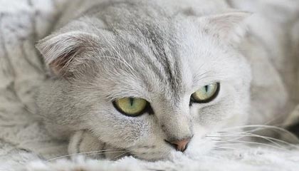 楚雄2026年最新北京商务伴游经纪招聘渠道分享(最方便真实的楚雄北京爱特博旅运服务有限责任公司招聘方法)