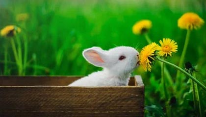 楚雄2026年最新北京商务伴游经纪招聘渠道分享(最方便真实的楚雄北京爱特博旅运服务有限责任公司招聘方法)