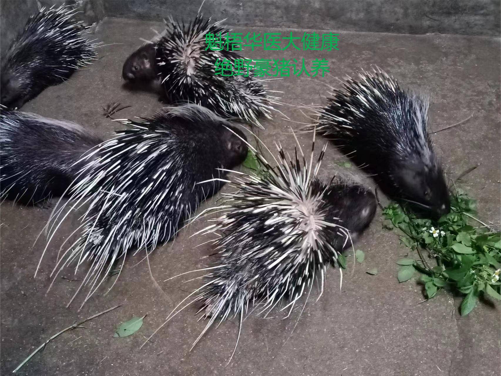 最新豪猪回收商家方法分析(最方便真实的楚雄豪猪卖去什么地方方法)